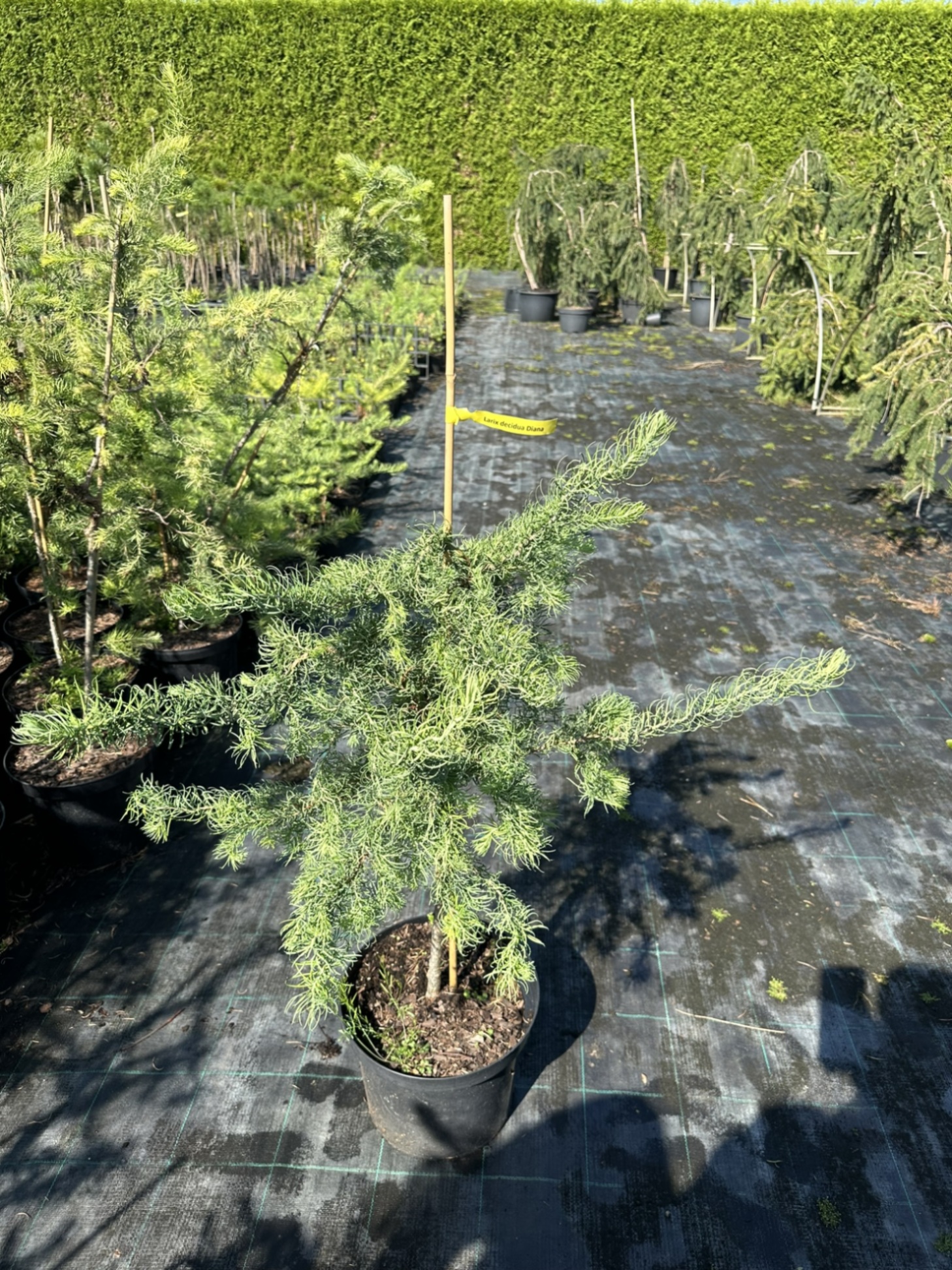 Лиственница кемпфера Диана